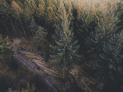 aerial photo of forest thumbnail