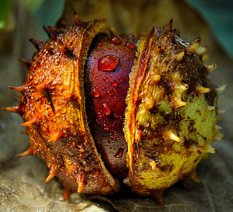 close up photography of round yellow and brown fruit thumbnail