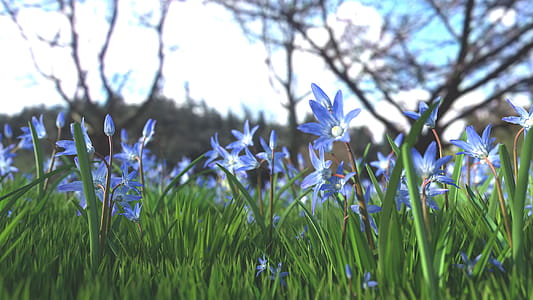 Blue Flowers thumbnail