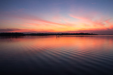 silhouette of trees during golden hour thumbnail
