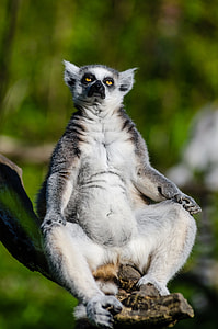 close-up photo of Lemur thumbnail