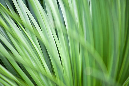 grass, plant, green, palm thumbnail