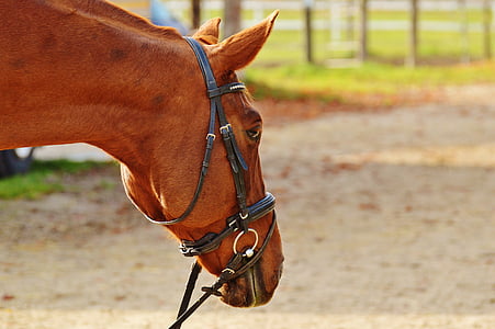 shallow focus photography of brown horse thumbnail