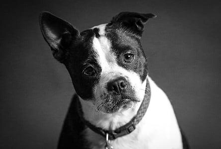 selective focus photo of dog thumbnail