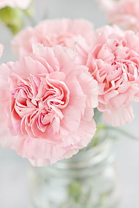 pink petaled flowers photography thumbnail