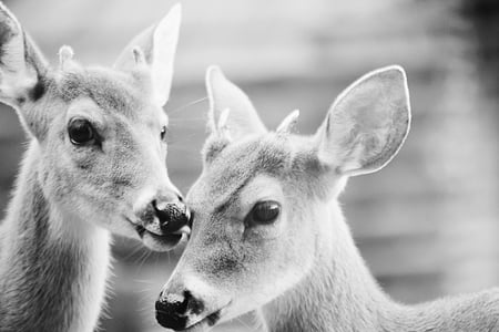 two gray reindeers thumbnail