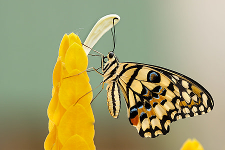 yellow and black butterfly on flower thumbnail