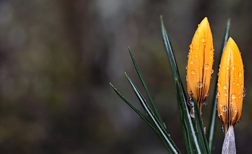 selective focus photography of yellow flowers with dew thumbnail