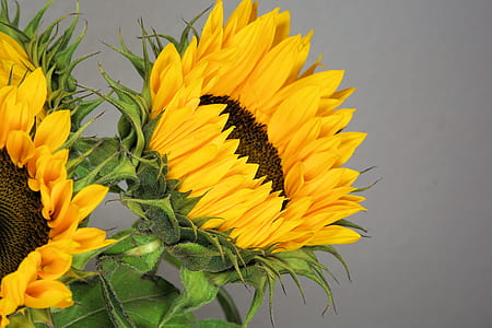 sunflower thumbnail