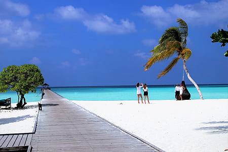 coconut tree near seashore at daytime thumbnail