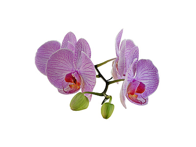 four purple flowers thumbnail