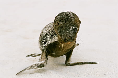 brown baby sea lion thumbnail
