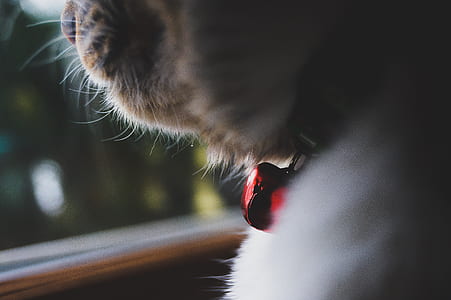 cat with red collar thumbnail