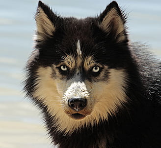 black and beige wolf thumbnail