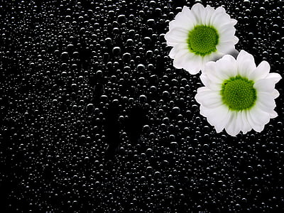 two white-and-green petaled flowers thumbnail