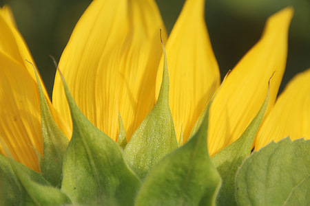 yellow Sunflower flower Macro photo thumbnail