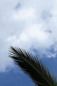 Coconut Leaf Stalk Under Cloudy Sky thumbnail