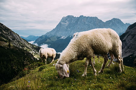 two sheep on mountain range thumbnail