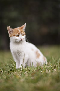 white and orange tabby cat on green grass thumbnail