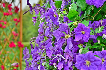 nature, field, flowers, purple thumbnail