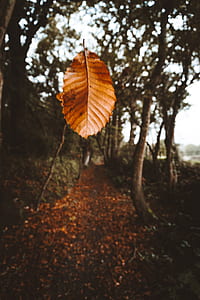 selective focus photography of brown leaf thumbnail