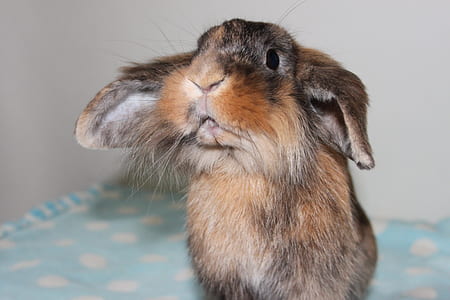long-coated brown and gray hare standing on top of teal surface thumbnail