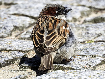 brown bird on ground thumbnail