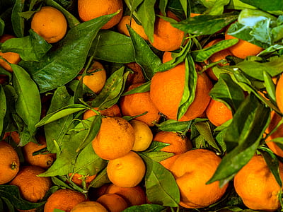 round orange fruits at daytime thumbnail