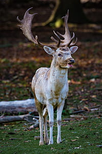 white and brown moose on green grass selective focus photography thumbnail