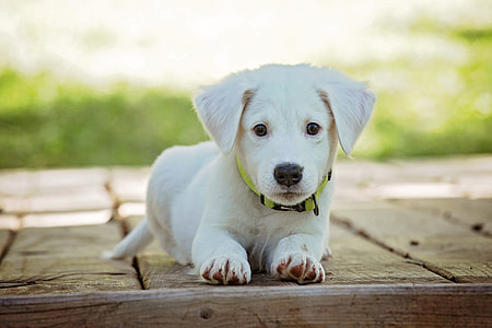 yellow Labrador Retriever puppy on wooden surface in selective focus photography thumbnail
