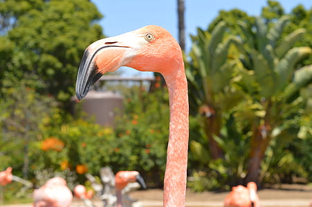 closeup photo of pink flamingo thumbnail