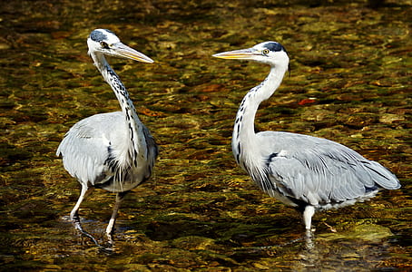 two white storks on river thumbnail