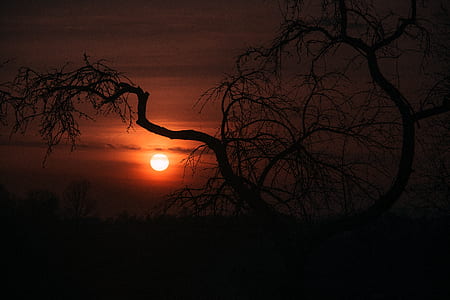 silhouette of bare tree during nighttime thumbnail