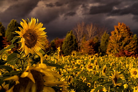 sunflower field under dark sky thumbnail