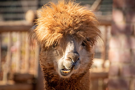 Shallow Focus Photography of Brown Llama thumbnail