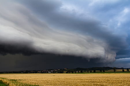 grain filed under gray sky thumbnail