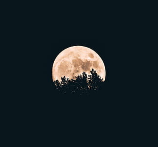 full moon behind silhouette of trees thumbnail