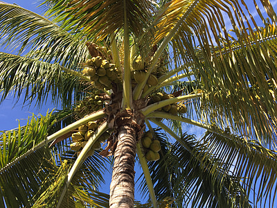 coconut tree under blue sky thumbnail
