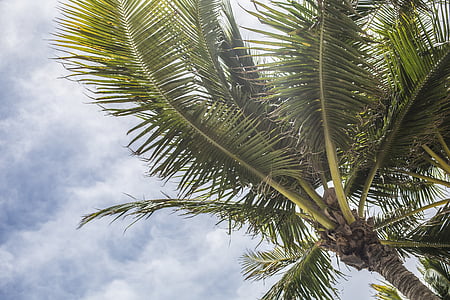 low angle photo of coconut palm tree under gray sky thumbnail