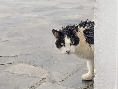 bicolor cat thumbnail