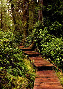 brown wooden pathway between green trees thumbnail