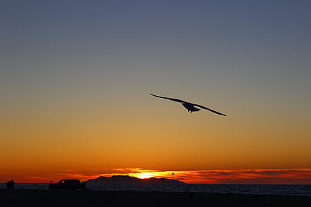 silhouette of flying bird thumbnail