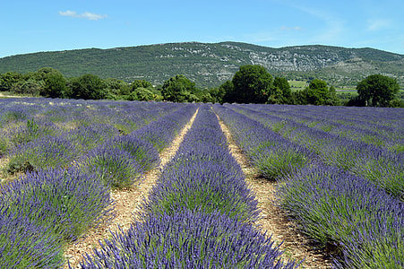 purple lavender flower field near mountain at daytime thumbnail