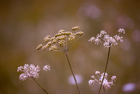 focus photo of white petaled flowers thumbnail