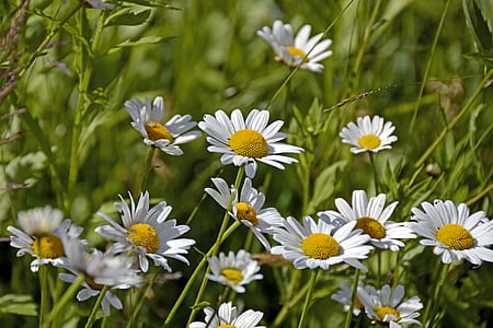 selective focus photo of white daisy flowers thumbnail
