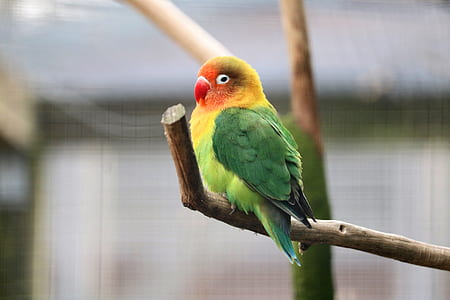 green and red bird perching selective focus photography thumbnail