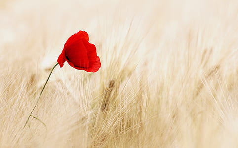 Red Petal Flower thumbnail
