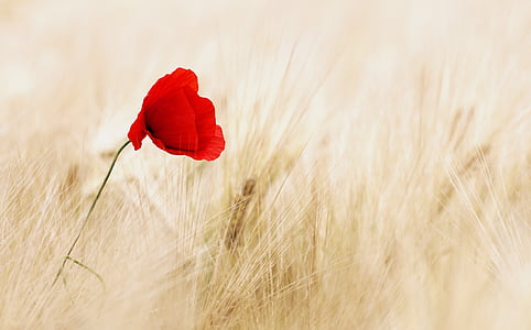 red poppy flower on beige wheat fields thumbnail
