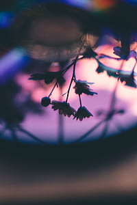 silhouette of plant thumbnail