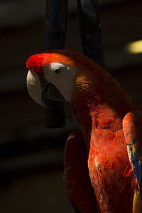scarlet macaw thumbnail